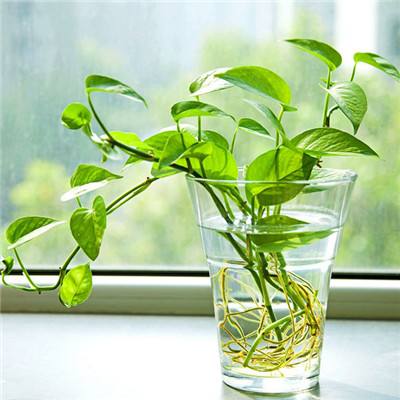 亚洲杯冠亚军竞猜